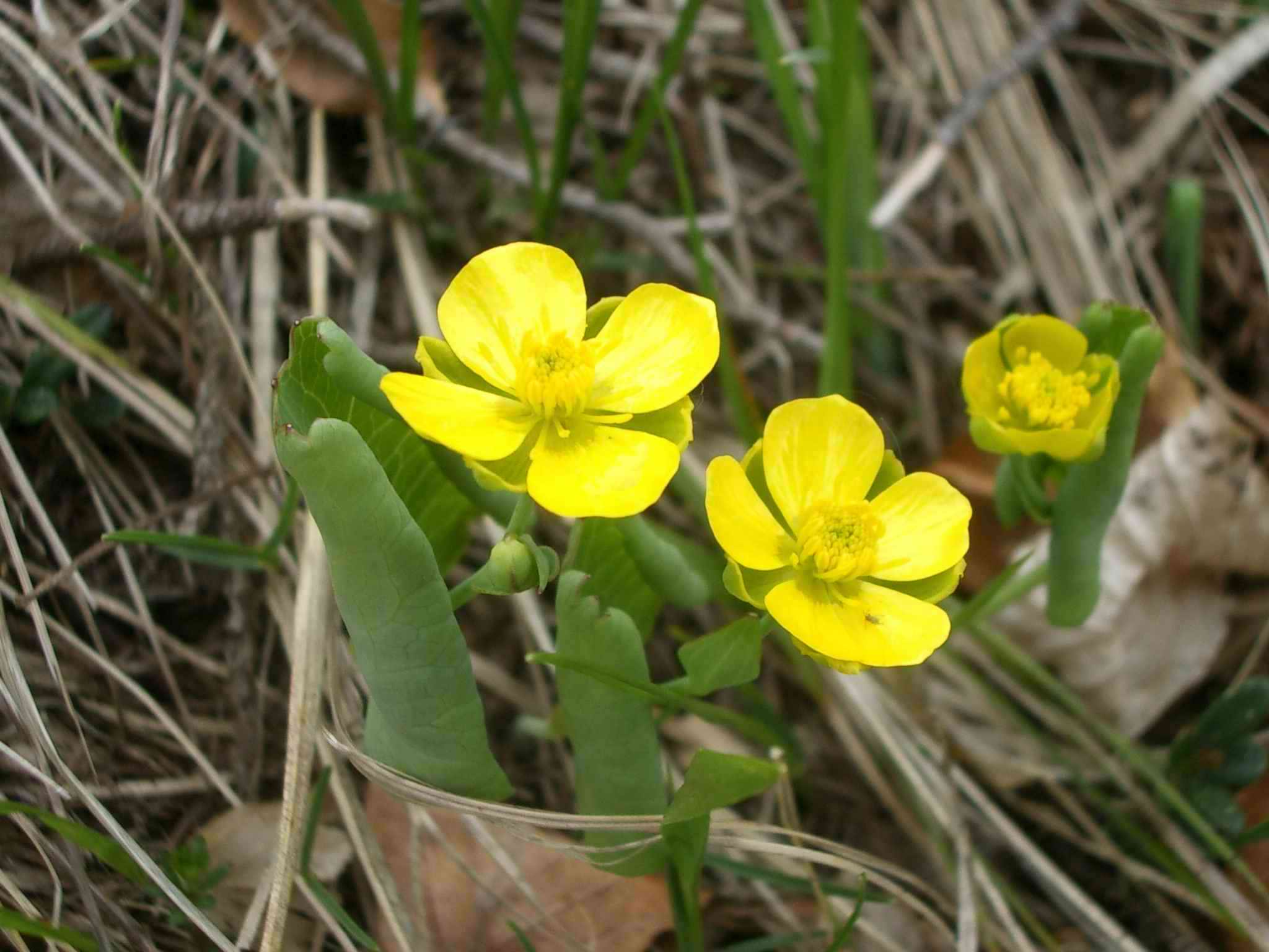 Ranunculus thora